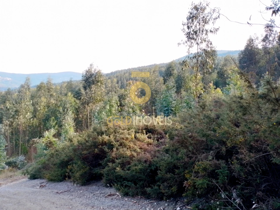 Terreno Agricola ou Rústico para Venda em Raiva, Pedorido e Paraíso Foto 2
