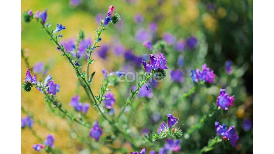 Quinta T5 para Venda em Campo e Campinho Foto 71