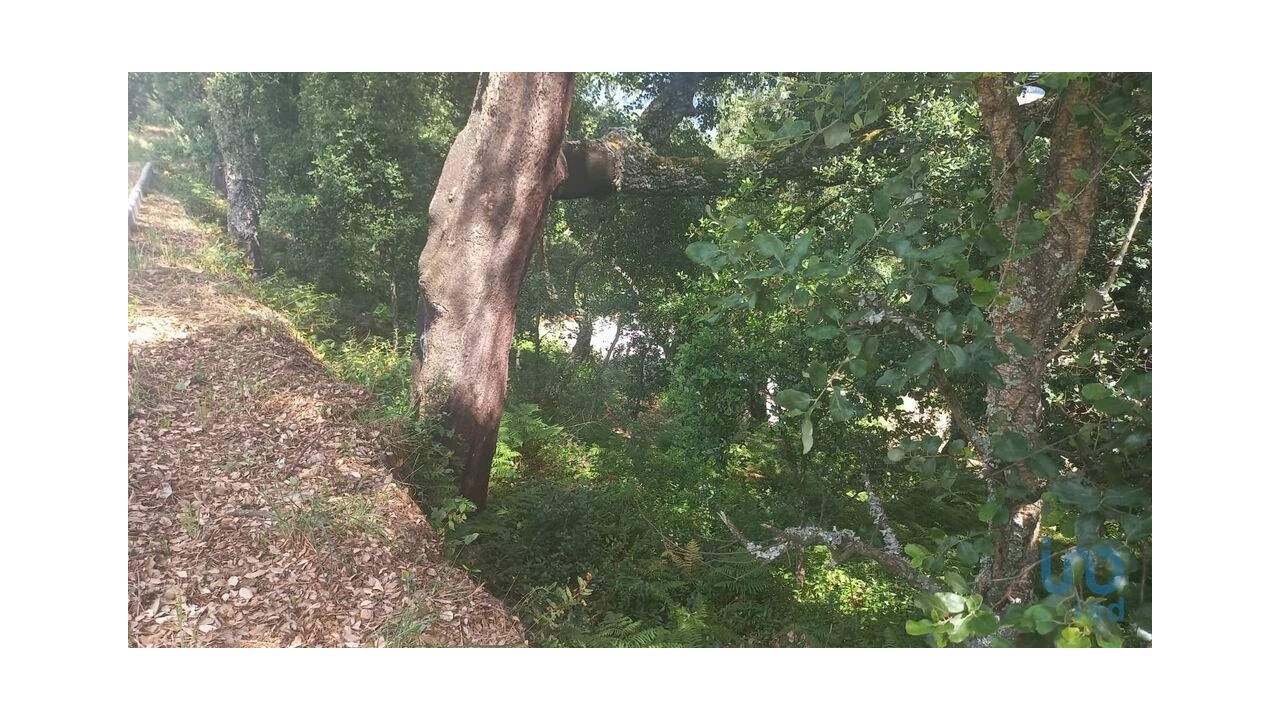 Terreno para Venda em Frende Foto 14