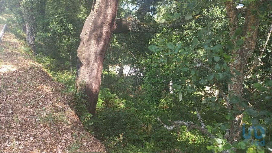 Terreno para Venda em Frende Foto 14