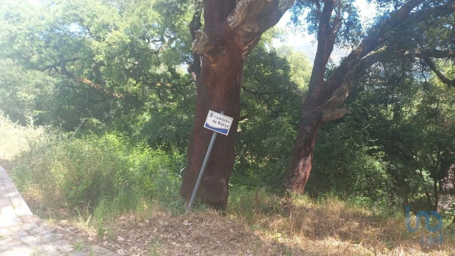 Terreno para Venda em Frende Foto 13