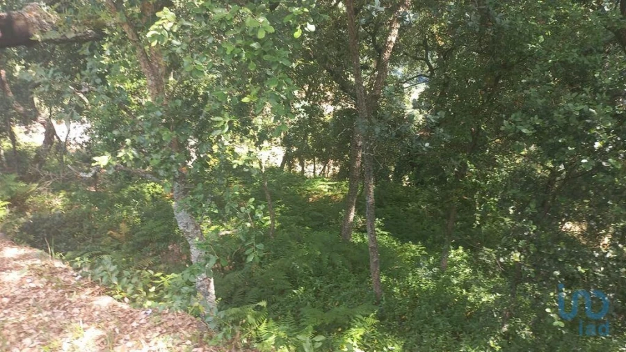 Terreno para Venda em Frende Foto 10