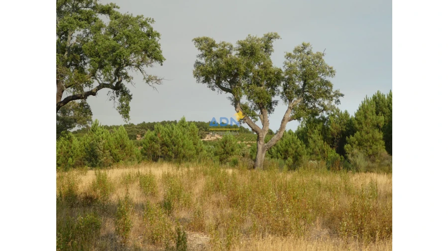 Terreno para Venda em Vale de Prazeres e Mata da Rainha Foto 22