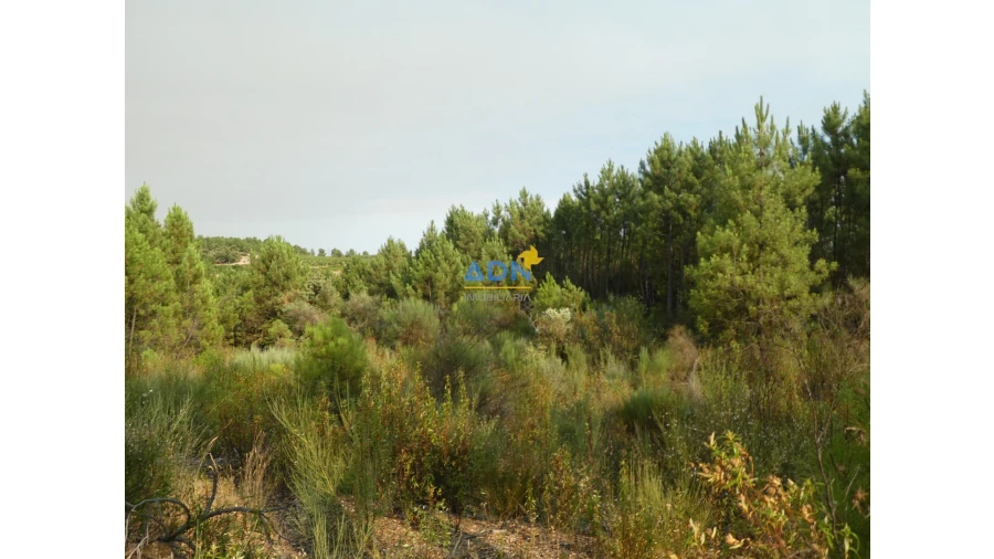 Terreno para Venda em Vale de Prazeres e Mata da Rainha Foto 16