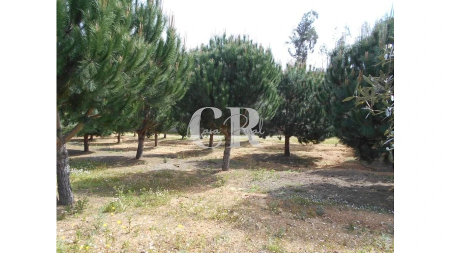 Quinta T5 para Venda em Pousaflores Foto 61