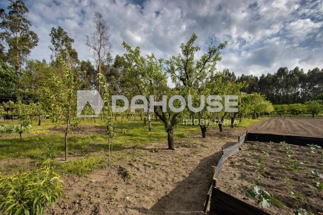 Terreno para Venda em Briteiros São Salvador e Briteiros Santa Leocádia Foto 6