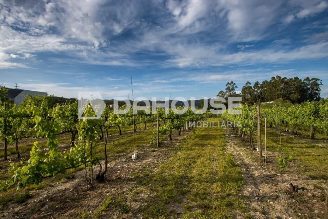 Terreno para Venda em Briteiros São Salvador e Briteiros Santa Leocádia Foto 4
