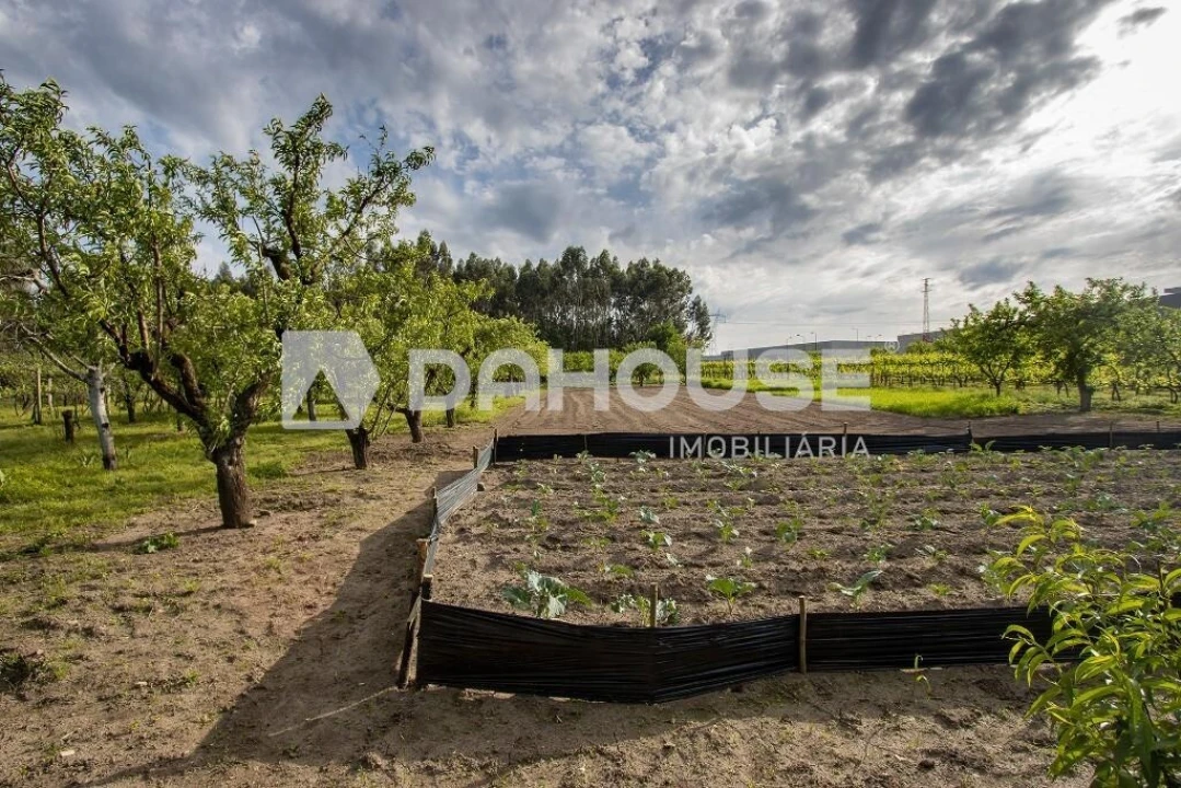 Terreno para Venda em Briteiros São Salvador e Briteiros Santa Leocádia Foto 5