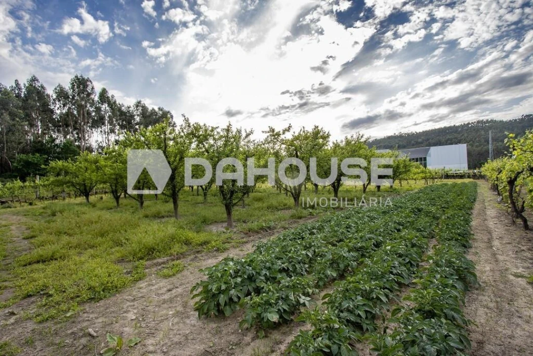 Terreno para Venda em Briteiros São Salvador e Briteiros Santa Leocádia Foto 11