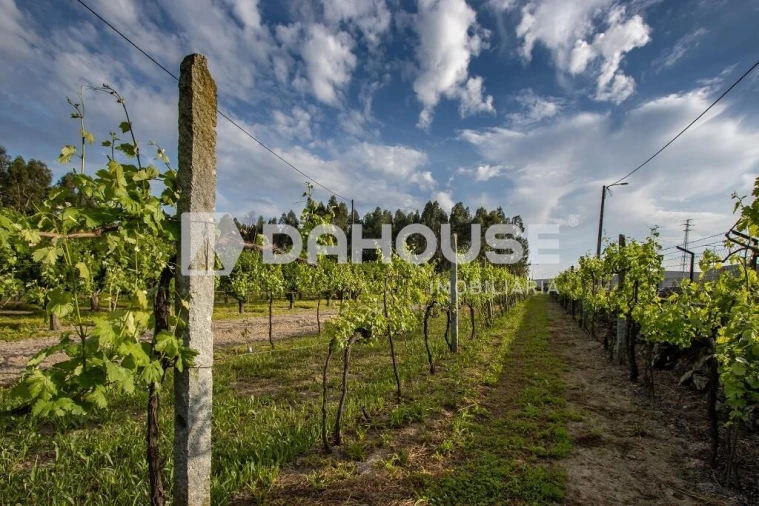 Terreno para Venda em Briteiros São Salvador e Briteiros Santa Leocádia Foto 22