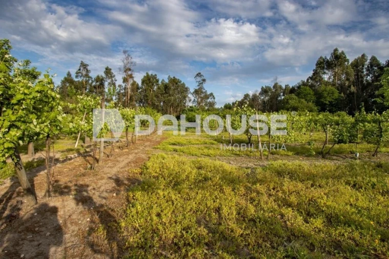 Terreno para Venda em Briteiros São Salvador e Briteiros Santa Leocádia Foto 21