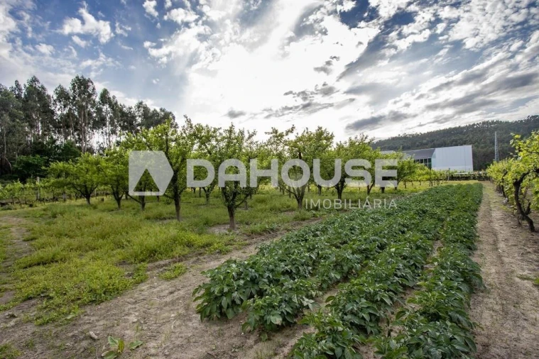 Terreno para Venda em Briteiros São Salvador e Briteiros Santa Leocádia Foto 11
