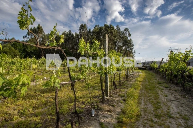 Terreno para Venda em Briteiros São Salvador e Briteiros Santa Leocádia Foto 20