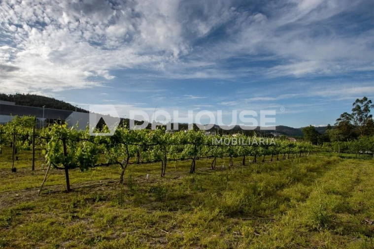 Terreno para Venda em Briteiros São Salvador e Briteiros Santa Leocádia Foto 16