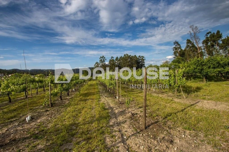 Terreno para Venda em Briteiros São Salvador e Briteiros Santa Leocádia Foto 17