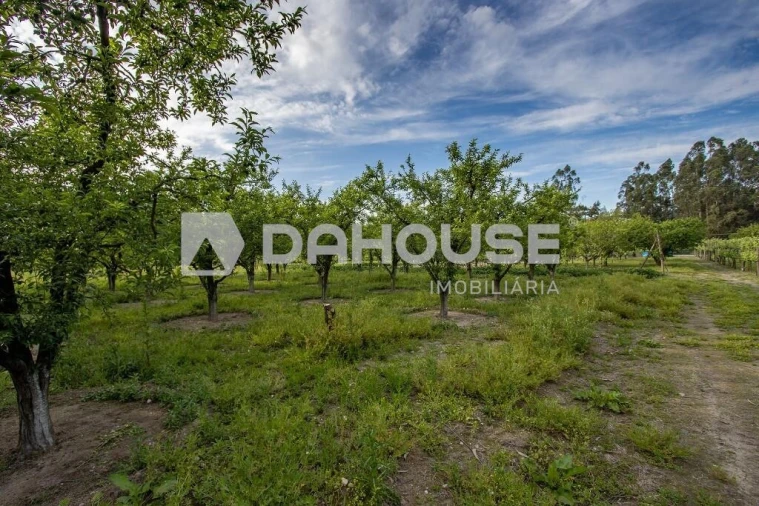 Terreno para Venda em Briteiros São Salvador e Briteiros Santa Leocádia Foto 13