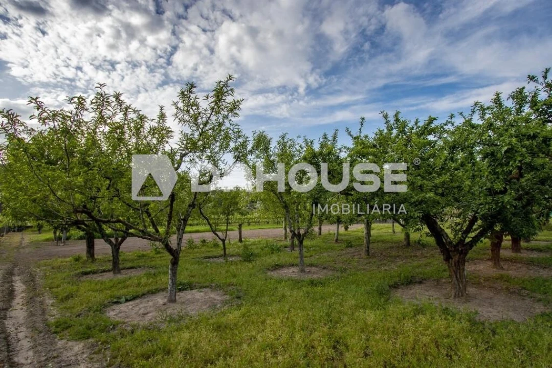 Terreno para Venda em Briteiros São Salvador e Briteiros Santa Leocádia Foto 10