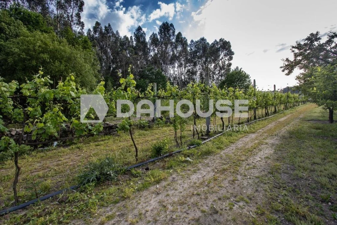 Terreno para Venda em Briteiros São Salvador e Briteiros Santa Leocádia Foto 12