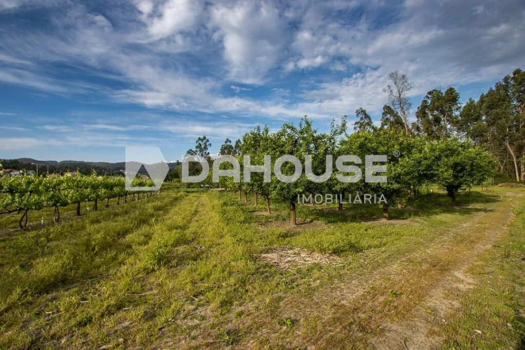 Terreno para Venda em Briteiros São Salvador e Briteiros Santa Leocádia Foto 18
