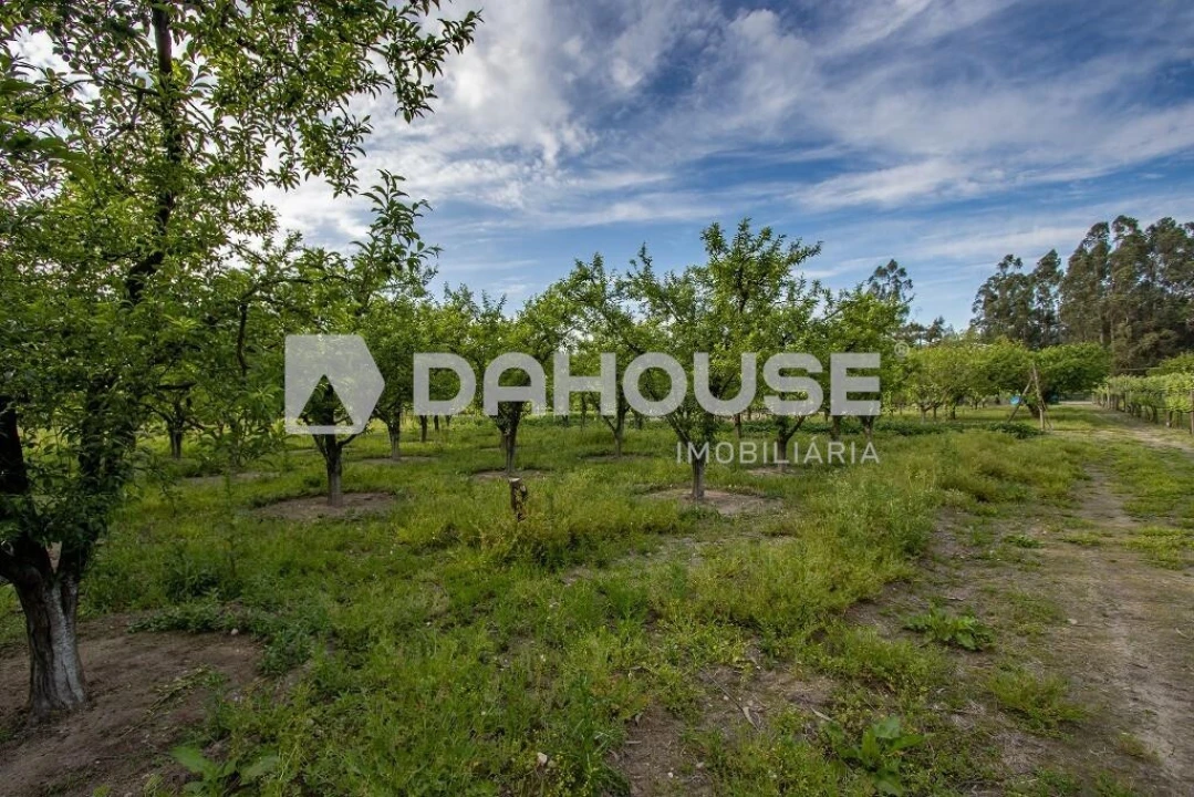 Terreno para Venda em Briteiros São Salvador e Briteiros Santa Leocádia Foto 13