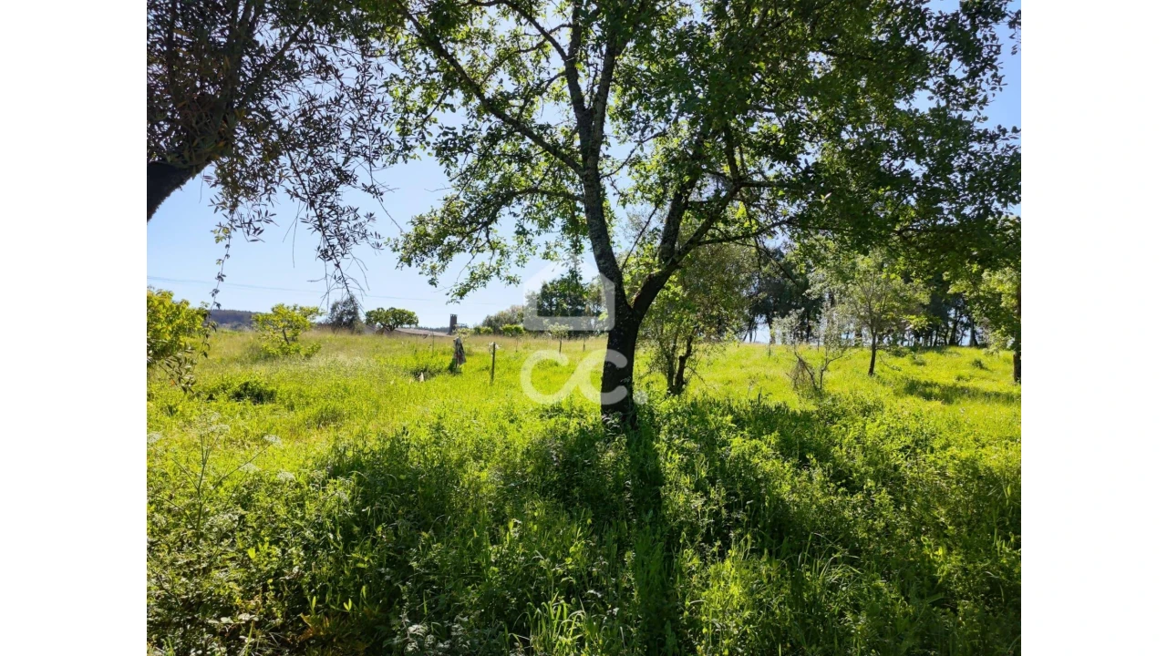 Terreno para Venda em Alvaiázere Foto 14