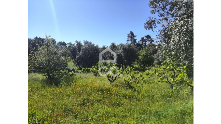 Terreno para Venda em Alvaiázere Foto 11