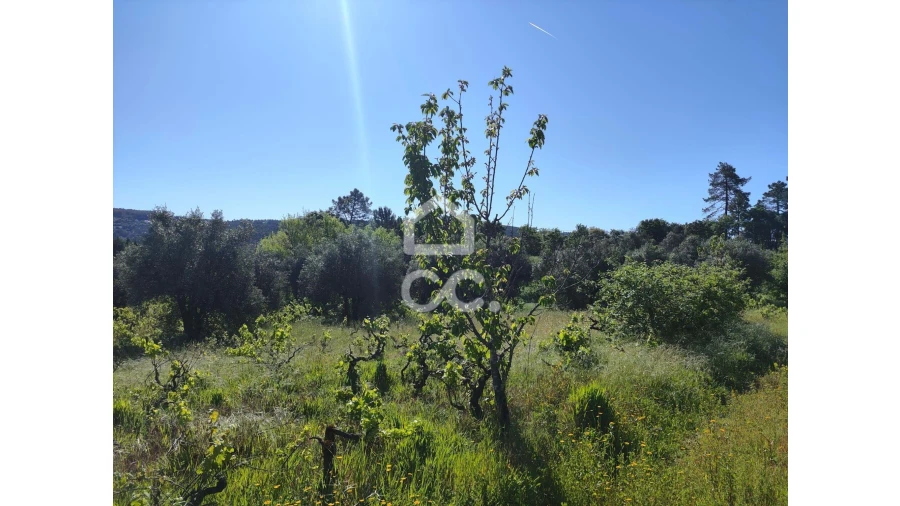 Terreno para Venda em Alvaiázere Foto 3