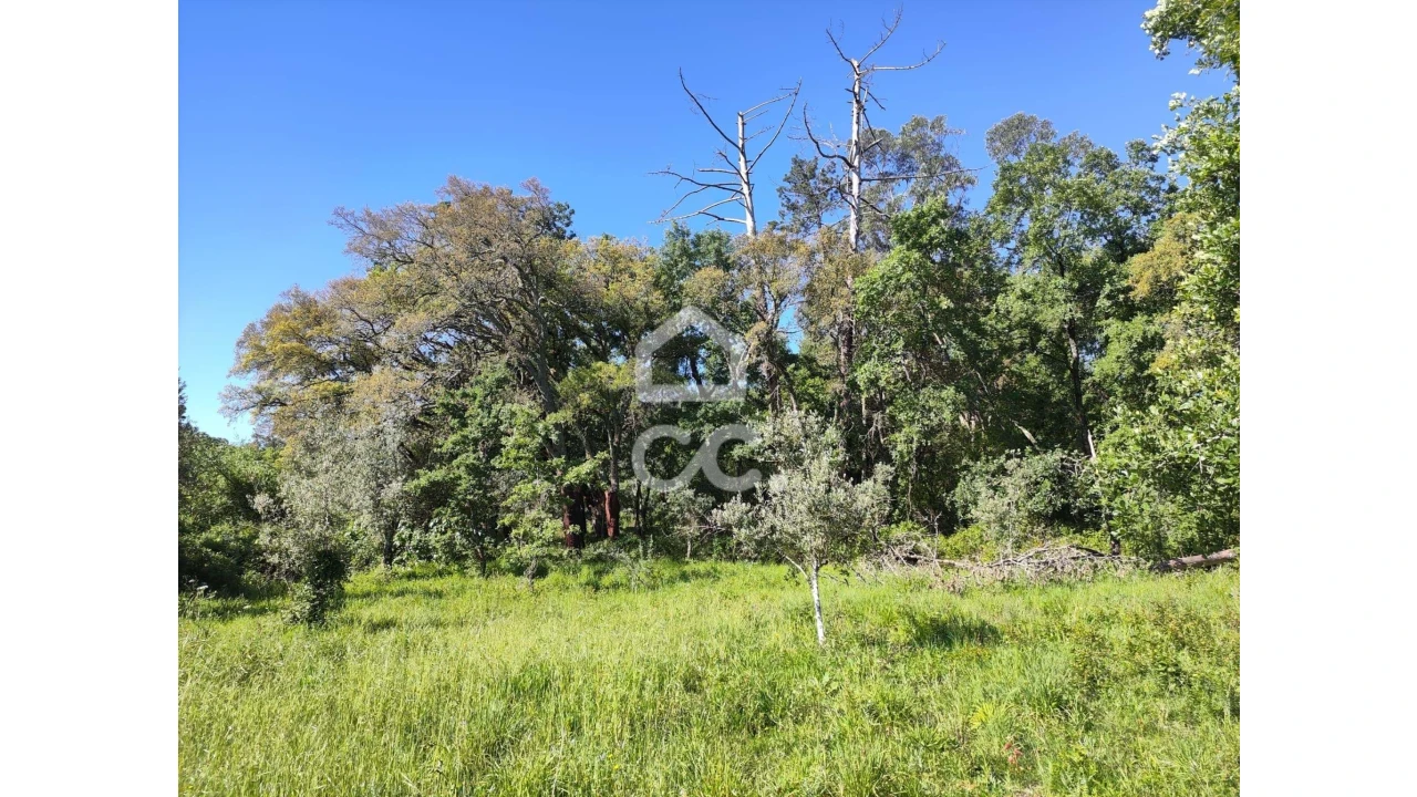 Terreno para Venda em Alvaiázere Foto 4