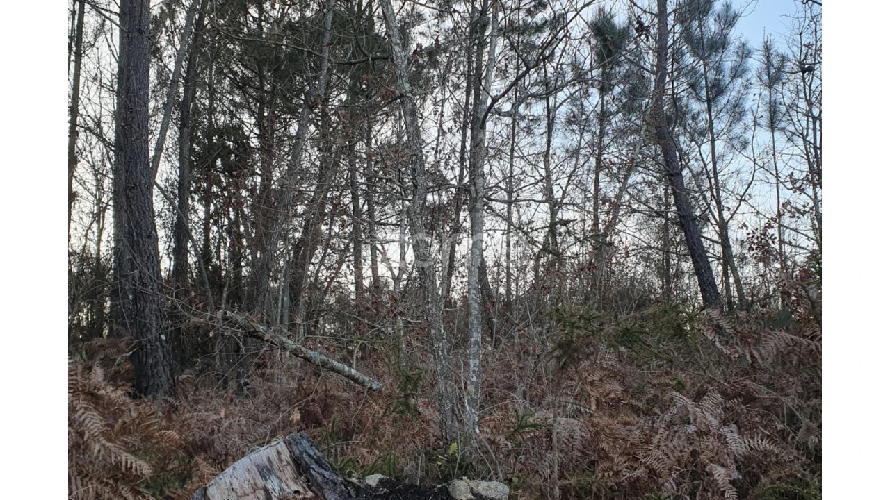 Terreno para Venda em Calde Foto 13