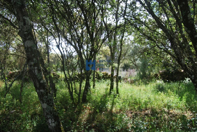 Terreno para Venda em Fatima Foto 11