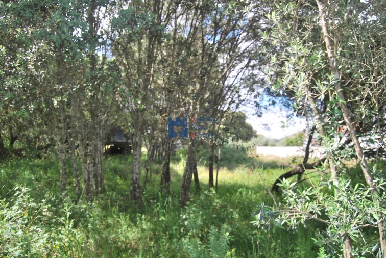 Terreno para Venda em Fatima Foto 13