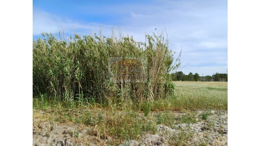 Terreno para Venda em Santa Maria do Castelo e Santiago e Santa Susana Foto 1
