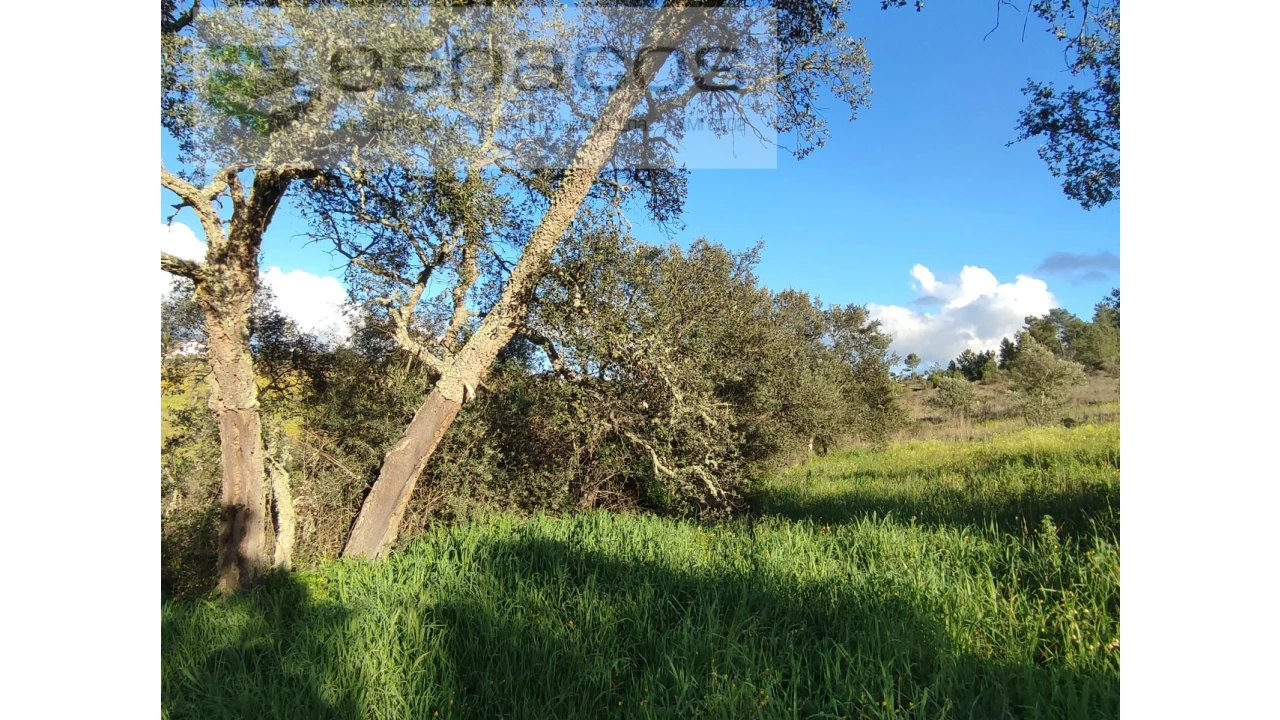 Terreno Agricola ou Rústico para Venda em Castelo Branco Foto 9