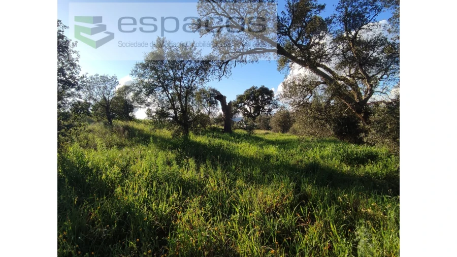 Terreno Agricola ou Rústico para Venda em Castelo Branco Foto 7