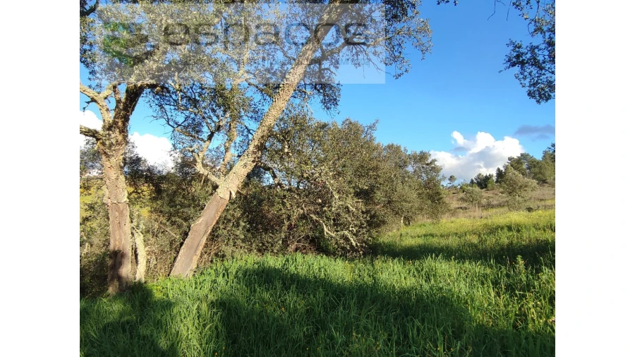 Terreno Agricola ou Rústico para Venda em Castelo Branco Foto 9