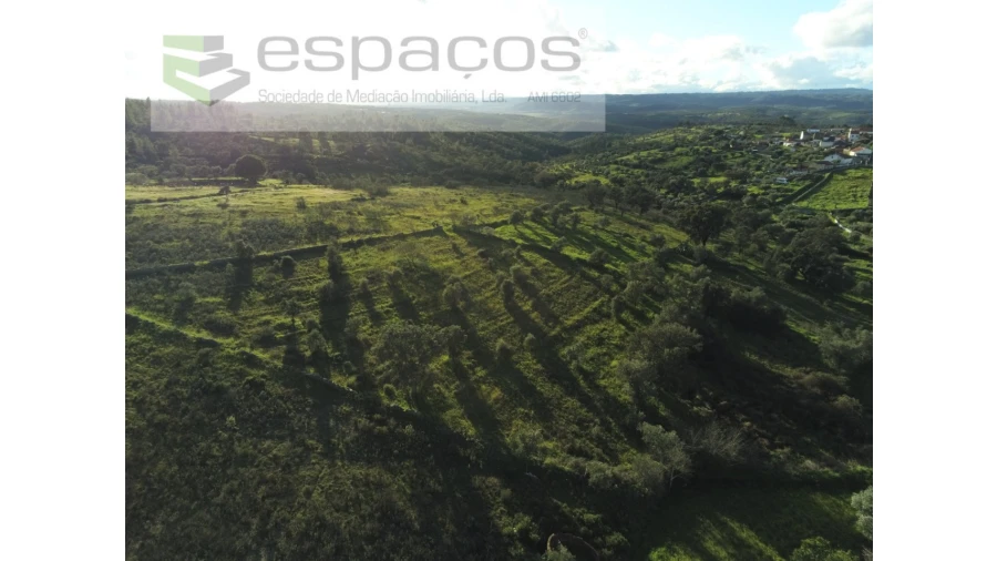 Terreno Agricola ou Rústico para Venda em Castelo Branco Foto 12