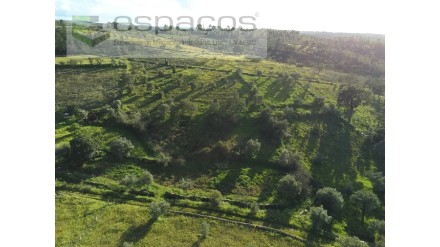 Terreno Agricola ou Rústico para Venda em Castelo Branco Foto 14