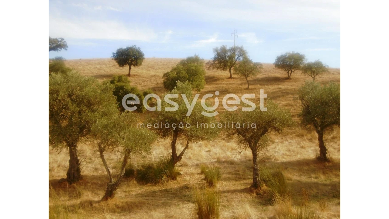 Quinta T3 para Venda em Serpa (Salvador e Santa Maria) Foto 26