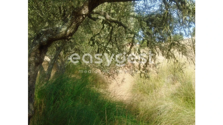 Quinta T3 para Venda em Serpa (Salvador e Santa Maria) Foto 13