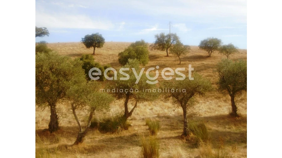 Quinta T3 para Venda em Serpa (Salvador e Santa Maria) Foto 26