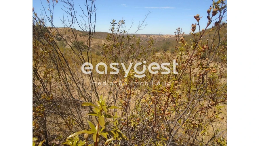 Terreno Agricola ou Rústico para Venda em Corte do Pinto Foto 5