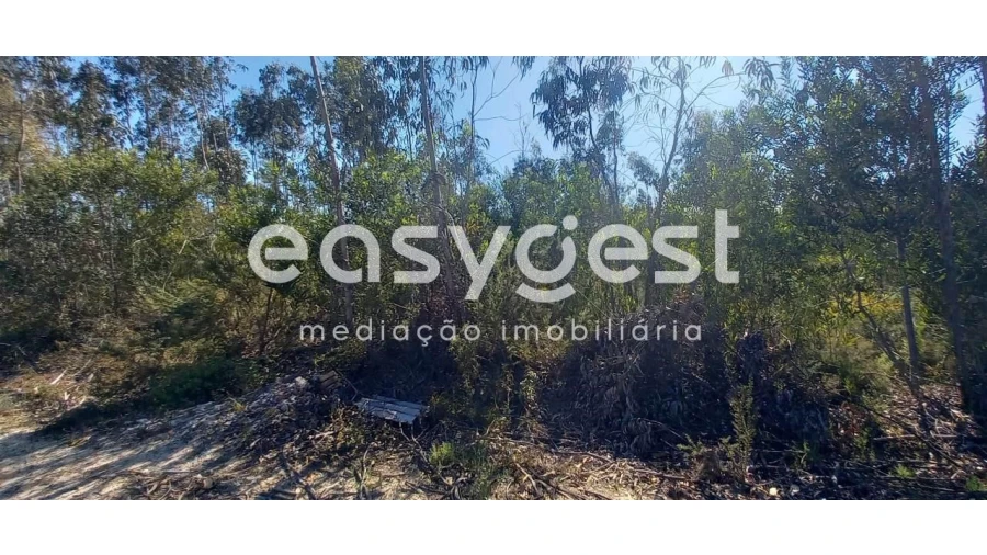 Terreno Agricola ou Rústico para Venda em Cantanhede e Pocariça Foto 9