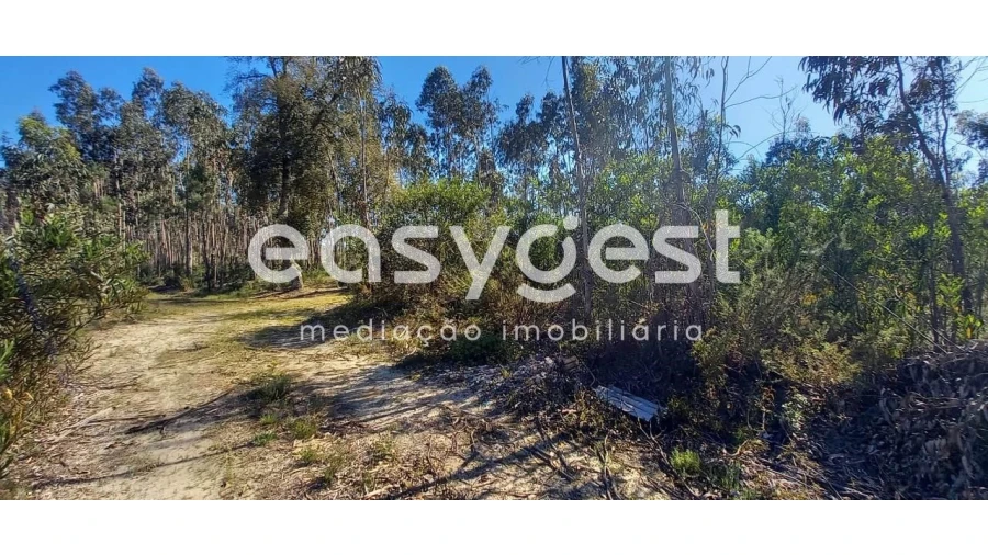 Terreno Agricola ou Rústico para Venda em Cantanhede e Pocariça Foto 10