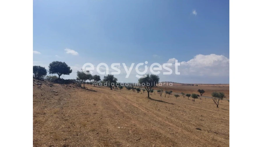 Terreno Agricola ou Rústico para Venda em Alcaria Ruiva Foto 4