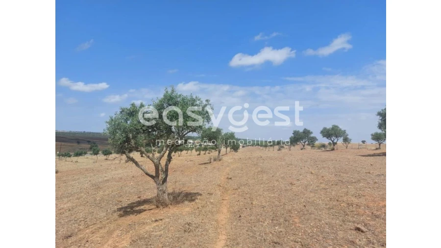 Terreno Agricola ou Rústico para Venda em Alcaria Ruiva Foto 8