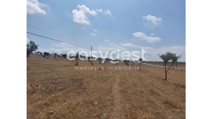 Terreno Agricola ou Rústico para Venda em Alcaria Ruiva Foto 10
