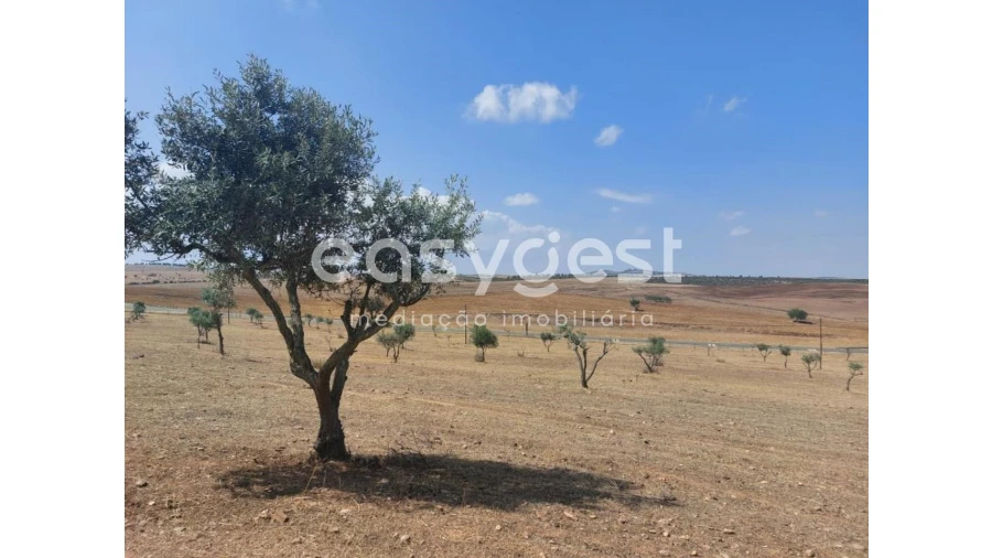 Terreno Agricola ou Rústico para Venda em Alcaria Ruiva Foto 18