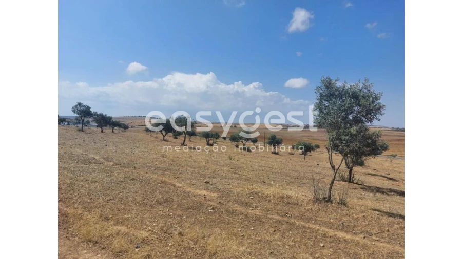 Terreno Agricola ou Rústico para Venda em Alcaria Ruiva Foto 19