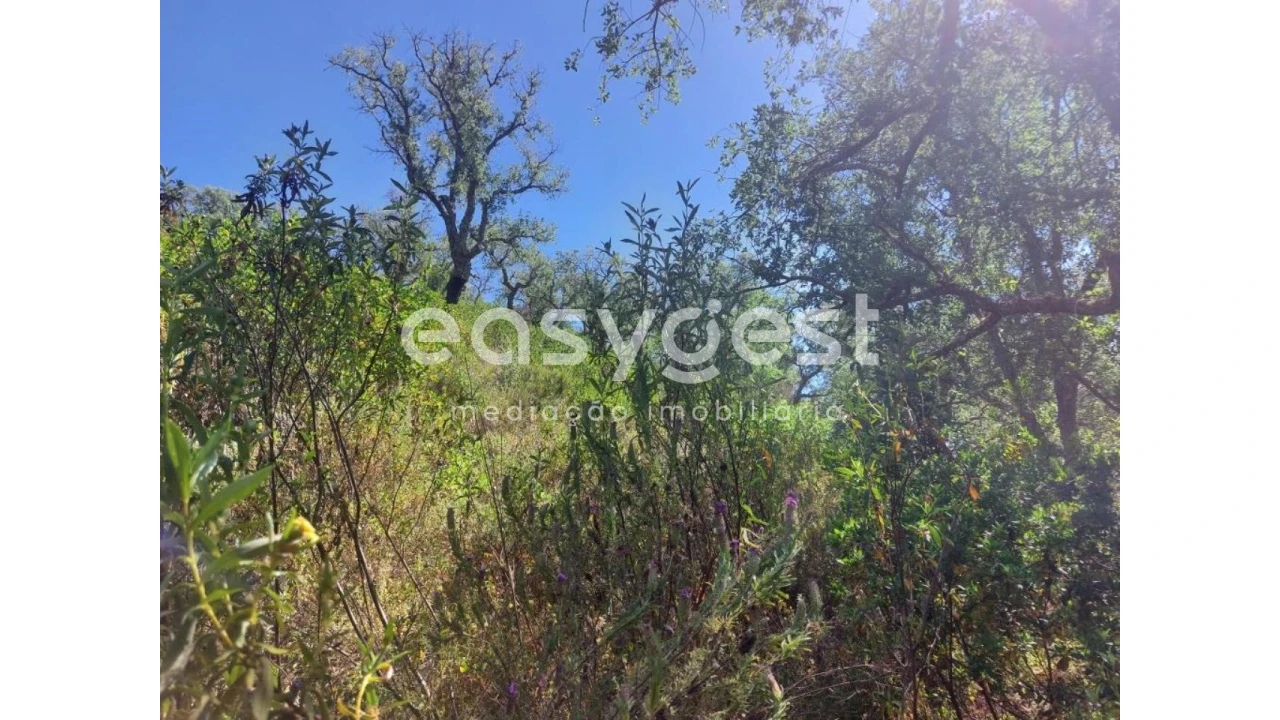 Terreno Agricola ou Rústico para Venda em Luzianes-Gare Foto 9