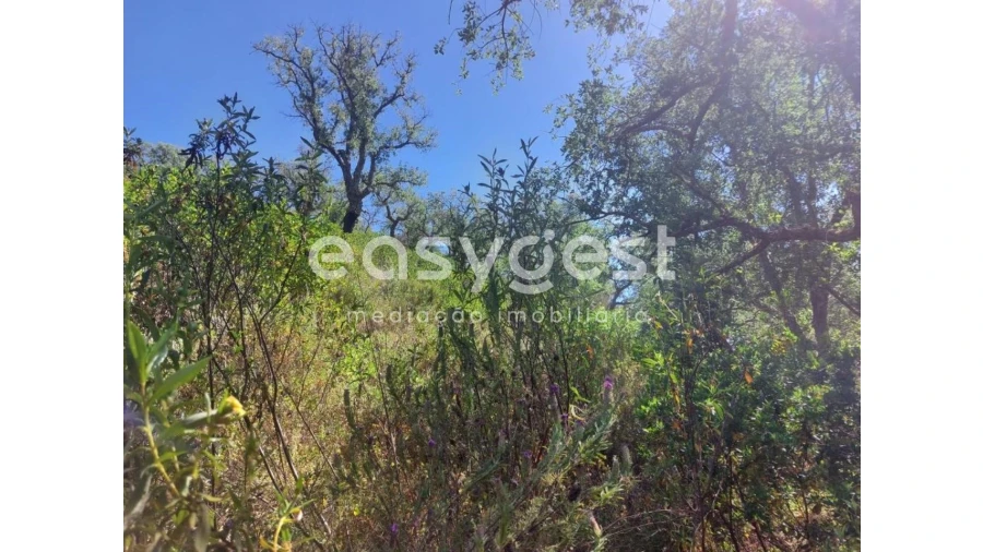Terreno Agricola ou Rústico para Venda em Luzianes-Gare Foto 9